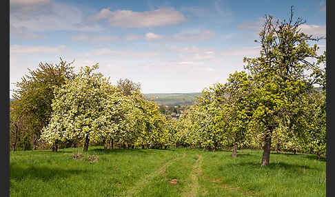 Streuobstwiese (meadow orchard)