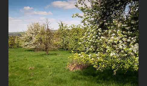 Streuobstwiese (meadow orchard)