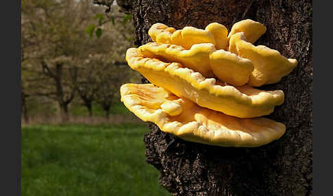 Schwefelporling (Laetiporus sulphureus)