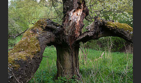 Streuobstwiese (meadow orchard)