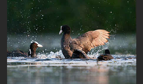 Blessralle (Fulica atra)