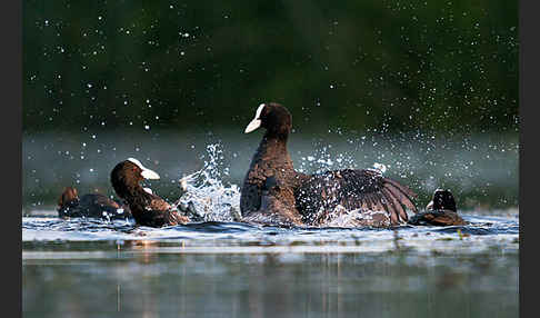 Blessralle (Fulica atra)