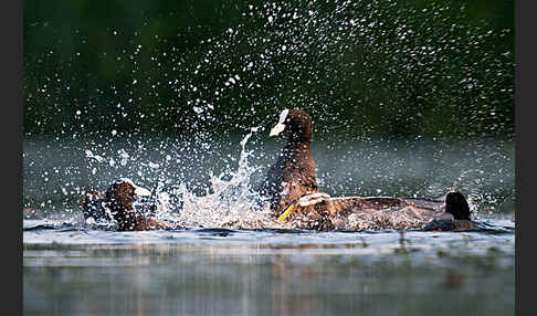 Blessralle (Fulica atra)