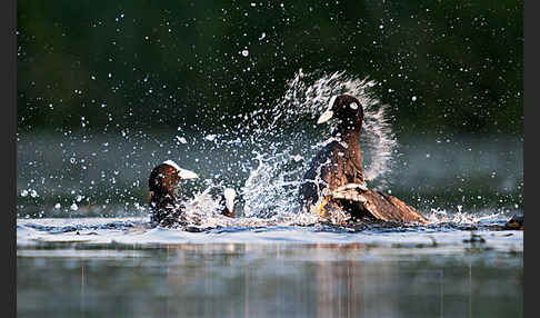 Blessralle (Fulica atra)