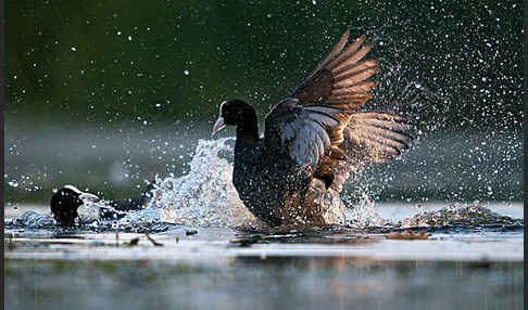 Blessralle (Fulica atra)