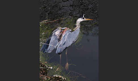 Graureiher (Ardea cinerea)