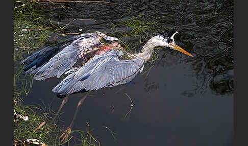 Graureiher (Ardea cinerea)