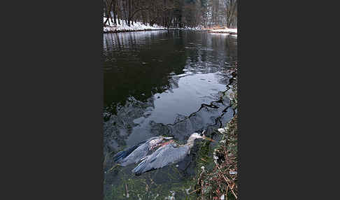 Graureiher (Ardea cinerea)