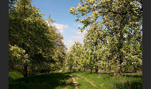 Streuobstwiese (meadow orchard)