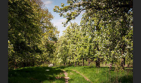 Streuobstwiese (meadow orchard)