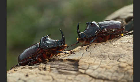 Nashornkäfer (Oryctes nasicornis)