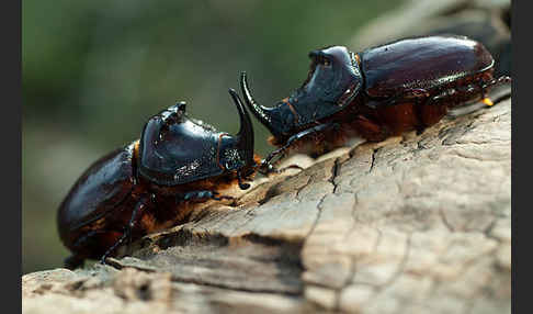 Nashornkäfer (Oryctes nasicornis)