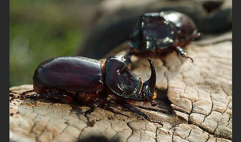 Nashornkäfer (Oryctes nasicornis)