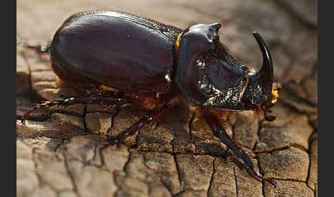 Nashornkäfer (Oryctes nasicornis)