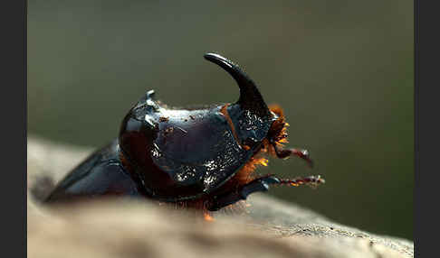 Nashornkäfer (Oryctes nasicornis)