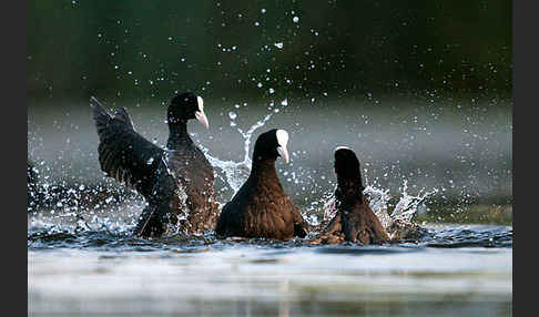 Blessralle (Fulica atra)