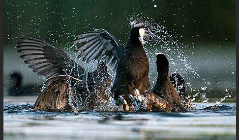 Blessralle (Fulica atra)