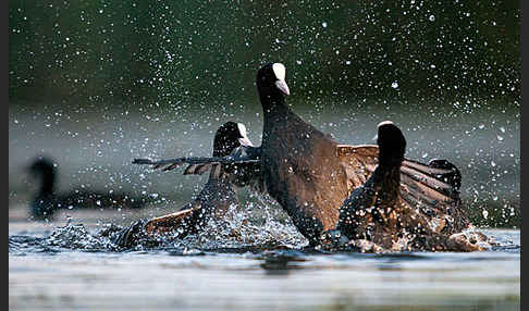 Blessralle (Fulica atra)