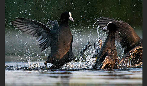 Blessralle (Fulica atra)