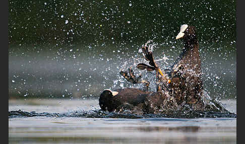 Blessralle (Fulica atra)