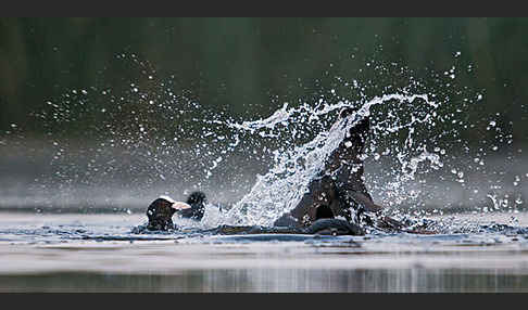 Blessralle (Fulica atra)