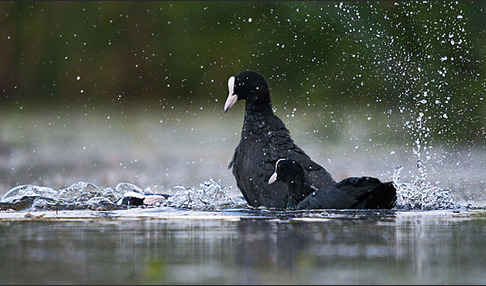 Blessralle (Fulica atra)