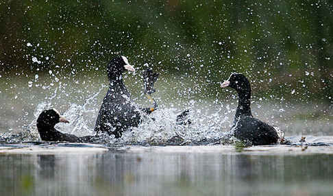 Blessralle (Fulica atra)