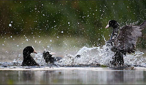 Blessralle (Fulica atra)