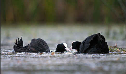 Blessralle (Fulica atra)