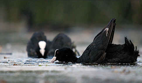 Blessralle (Fulica atra)