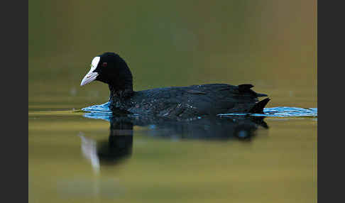 Blessralle (Fulica atra)