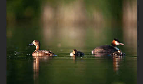 Haubentaucher (Podiceps cristatus)