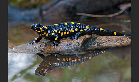 Feuersalamander (Salamandra salamandra)