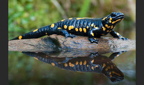 Feuersalamander (Salamandra salamandra)