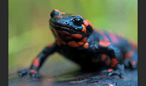 Feuersalamander (Salamandra salamandra)