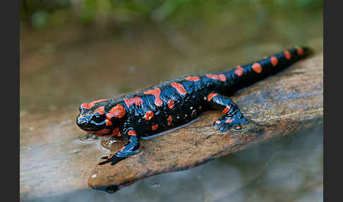 Feuersalamander (Salamandra salamandra)