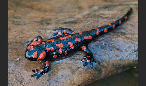 Feuersalamander (Salamandra salamandra)