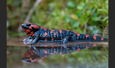 Feuersalamander (Salamandra salamandra)