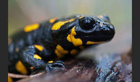 Feuersalamander (Salamandra salamandra)