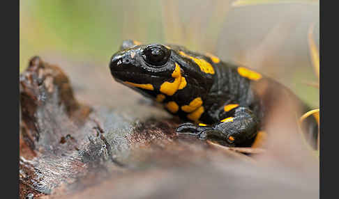 Feuersalamander (Salamandra salamandra)