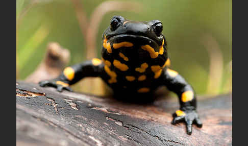 Feuersalamander (Salamandra salamandra)