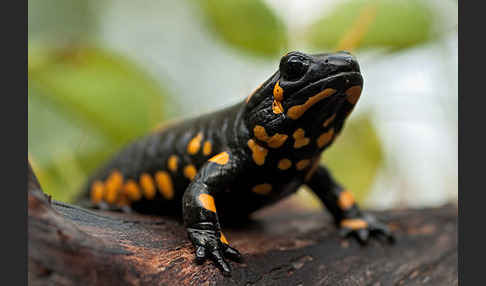 Feuersalamander (Salamandra salamandra)