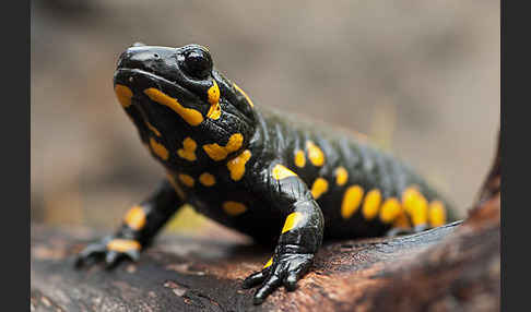 Feuersalamander (Salamandra salamandra)