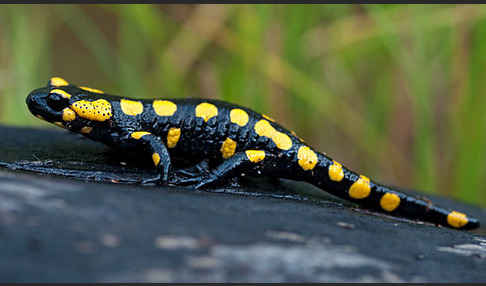 Feuersalamander (Salamandra salamandra)