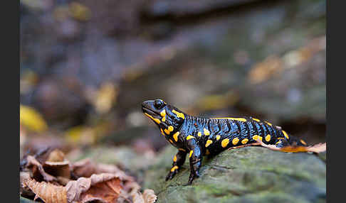 Feuersalamander (Salamandra salamandra)