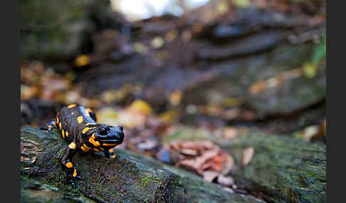 Feuersalamander (Salamandra salamandra)