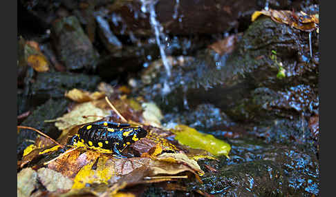 Feuersalamander (Salamandra salamandra)