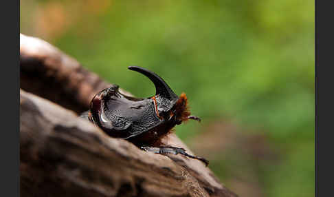 Nashornkäfer (Oryctes nasicornis)