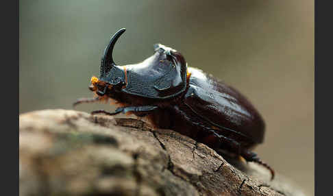 Nashornkäfer (Oryctes nasicornis)