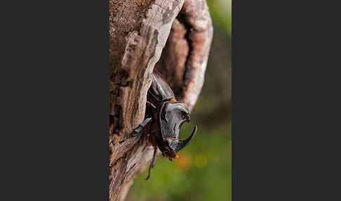 Nashornkäfer (Oryctes nasicornis)